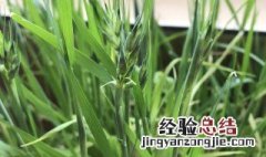 猫草是小麦吗 猫草是不是小麦