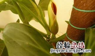 绿宝石养殖方法 绿宝石怎么养殖