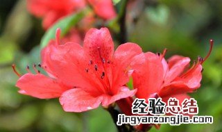 杜鹃花秋季的养殖方法 杜鹃花秋季如何养殖