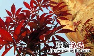 红枫树种植方法 红枫树种植方法简单介绍