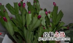 龙骨花摆放风水禁忌是什么 龙骨花摆放风水禁忌