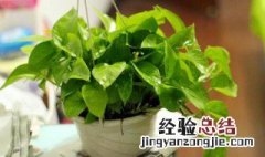 绿箩怎么种植方法 绿箩种植方法简单介绍