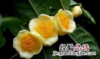 金茶花怎么种植方法 金茶花如何养殖