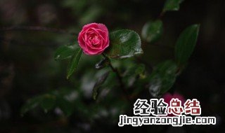 为什么说家里养海棠花不吉利呀 为什么说家里养海棠花不吉利