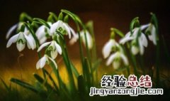 雪滴花含义 雪滴花的花语是什么