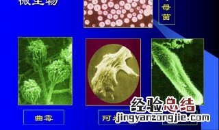 微生物有什么特点 微生物特点是什么