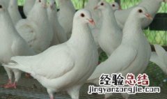 肉鸽养殖场 肉鸽养殖场场房建造