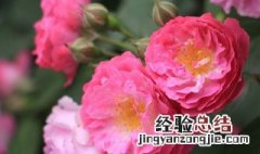 蔷薇花语是什么意思 寓意 蔷薇花语是什么