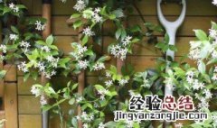 风车茉莉怎么养 风车茉莉怎么养才能更旺盛