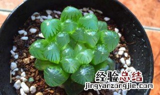 玉露开花会死吗 多肉植物玉露开花后会死吗