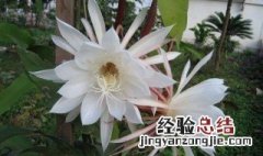 家养昙花禁忌 家庭养昙花的禁忌