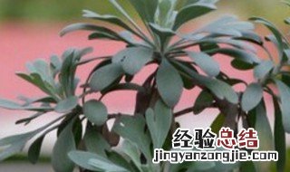 芙蓉菊花语是什么 芙蓉菊的花语和寓意