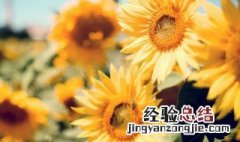 太阳花可以水培养吗 太阳花可以水培吗