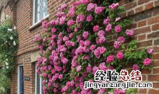 家里为什么不能种爬藤植物 为什么家里不能养爬藤的植物