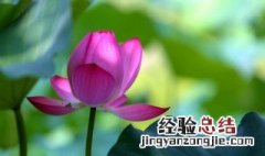 荷花玉兰果实有什么用 荷花玉兰果实有啥用