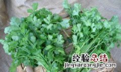 夏天的香菜怎样储存 夏天的香菜储存方法