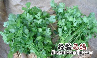 夏天的香菜怎样储存 夏天的香菜储存方法