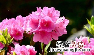 杜鹃花语是什么 杜鹃花花语是什么?