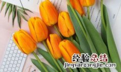 橙色郁金香花语是什么 橘红色郁金香的花语