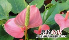 粉掌花语是什么意思 粉掌花语是什么