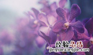 种兰花有什么说法 种植兰花的禁忌