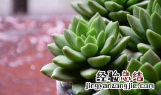 多肉植物养多长时间可以长大 多肉植物一年能长多大