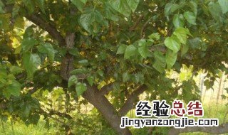 家里为什么不能种槐树花 家里为什么不能种槐树