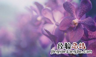 兰花翻盆禁忌 兰花翻盆禁忌图片