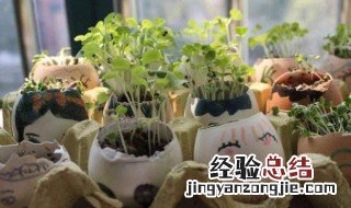 哪些植物不能放鸡蛋壳 鸡蛋壳可以直接放花盆里吗