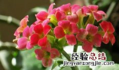 长生花的花语及寓意 关于长寿花的花语介绍