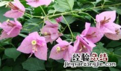 叶子花花语寓意 关于叶子花花语介绍