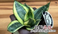 虎尾兰的花语及寓意 关于虎尾兰的花语介绍