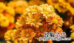 为什么家里不能种菊花 家里为啥不能种菊花