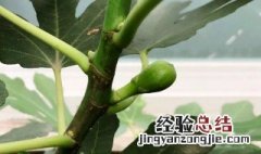 无花果最简单的插枝 无花果最简单的插枝方法