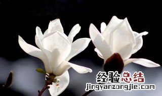 玉兰花什么时候开花语是什么 玉兰花什么时候开花季节