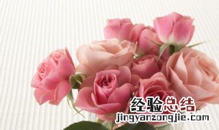 月季花花语及寓意 关于月季花花语及寓意