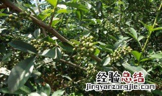 麻椒树种植方法 麻椒与花椒有什么区别