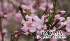 桃花栽培方法 桃花怎么栽培