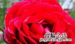 月季花插枝方法 月季花插枝方法是什么