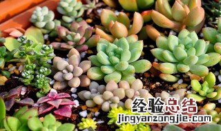 多肉植物有哪些品种 多肉植物品种介绍