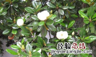 家里为什么不能种广玉兰树 广玉兰树在家门口种好吗