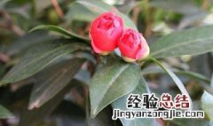 秋季茶花养殖方法 茶花秋天怎么养