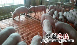 母猪喂食正确方法 母猪如何喂食