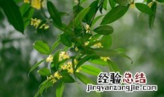 桂花小苗养殖方法 桂花小苗养护方法