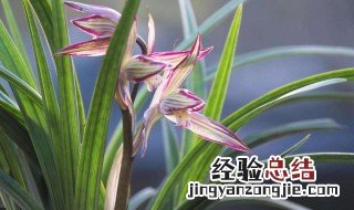 家庭初养兰花四禁忌 初养兰花者养什么兰花