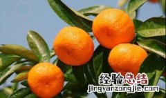 蜜桔果种植方法 蜜桔种植方法简单介绍