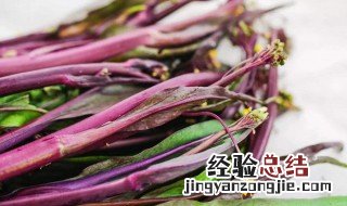 红菜苔施肥方法 怎么给红菜苔施肥