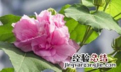 芙蓉花是什么花 红楼梦中的芙蓉花是什么花