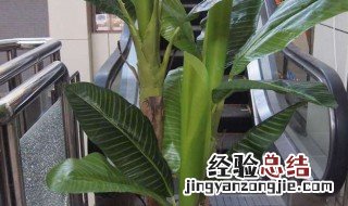 芭蕉可以盆栽吗怎么养 芭蕉可以盆栽吗