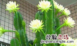 龙骨花栽培及养殖方法 龙骨花的养殖方法和移植方法